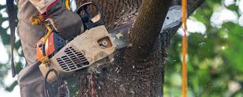 Trusted Bayville, NY Tree Care Experts