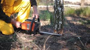 Lawn Renovation and Restoration in Bayville, NY