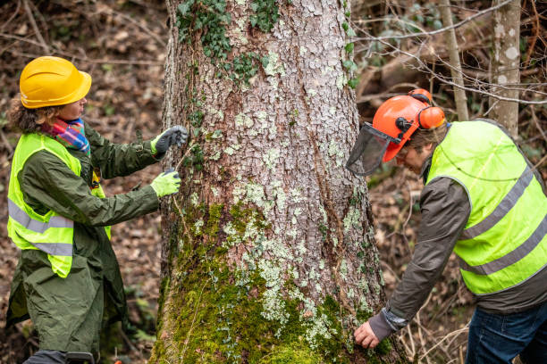 Reliable Bayville, NY Tree Care Solutions