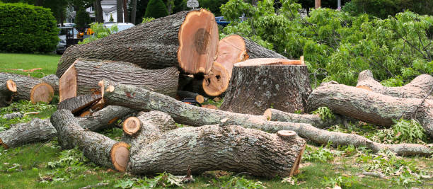 Best Tree and Shrub Care  in Bayville, NY