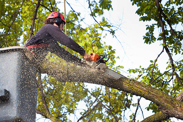 How Our Tree Care Process Works  in  Bayville, NY